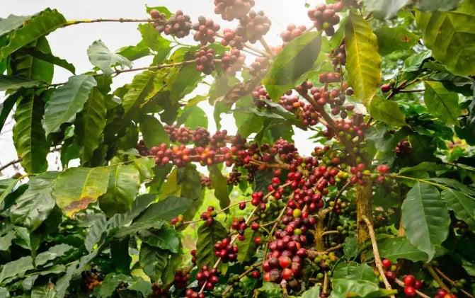 Nespresso kompatible Kapseln - plantation - MyCoffeeCup.ch