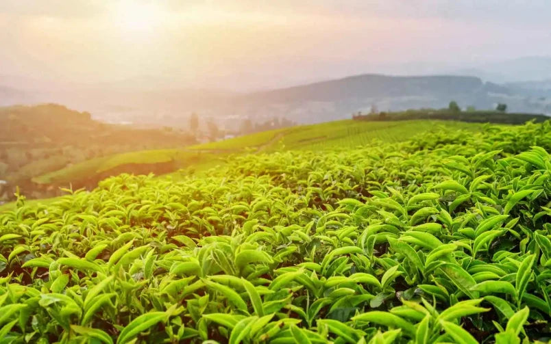 Nespresso kompatible Kapseln - tea plantation - MyCoffeeCup.ch