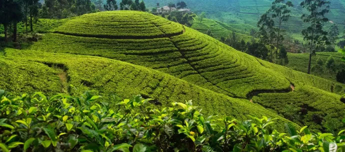 Nespresso kompatible Kapseln - plantation -  MyCoffeeCup.ch